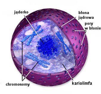 Jądro komórkowe Obraz