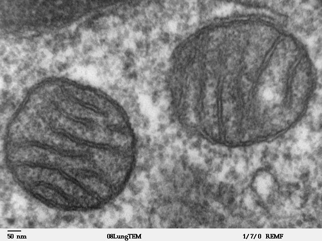 Mitochondrium Obraz w
