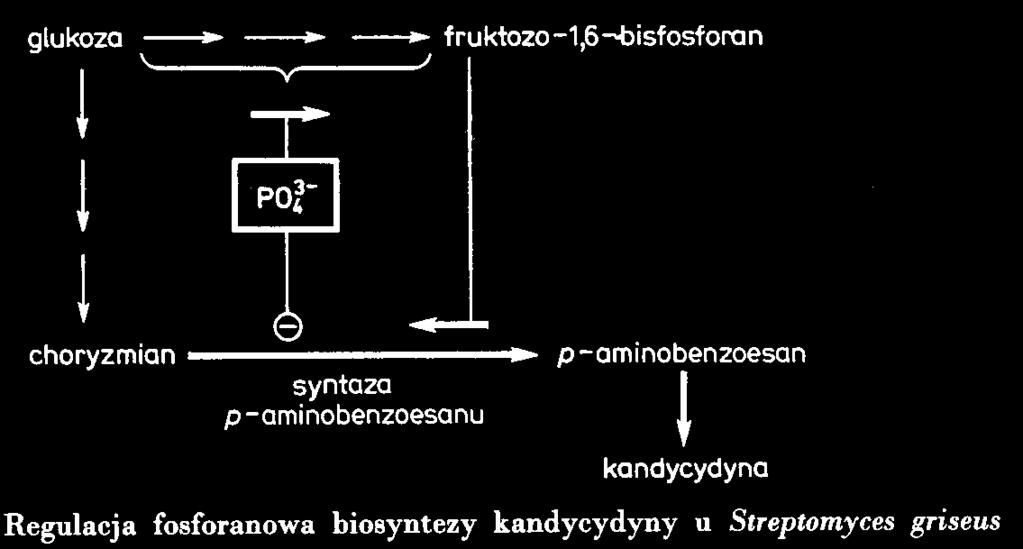 Regulacja biosyntezy idiolitów Regulacja fosforanowa Zasada