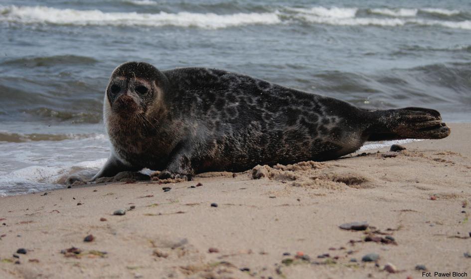 Foka obrączkowana (Pusa hispida botnica) Foka obrączkowana to najmniejszy gatunek foki w Bałtyku. Największe osobniki osiągają długość 160 cm (średnio 110-150 cm) i ważą około 70 kg.
