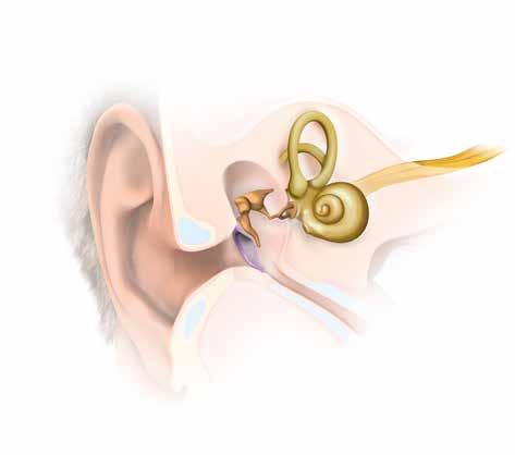 Słuch i niedosłuch Ucho jest niezwykłym organem. W przeciwieństwie do oczu, uszy nigdy nie "śpią". Nie można ich zamknąć, aby mogły odpocząć.