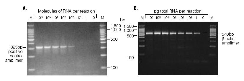 Czułość reakcji PCR ilość matrycowego DNA potrzebna do PCR jest stosunkowo mała (teoretycznie wystarczy jedna cząsteczka DNA).