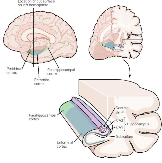 Przyśrodkowy płat skroniowy (MTL) medial temporal lobe (MTL)