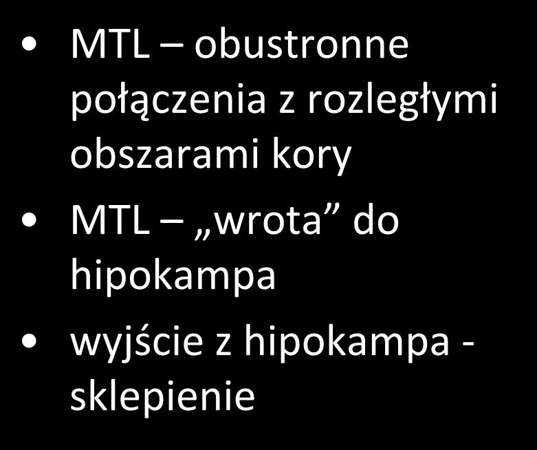 hipokampa MTL