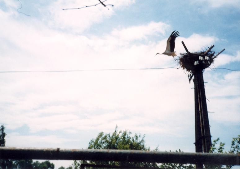 AKCJA 1 PROJEKT Ciconia ciconia 2001-2004 CELE PROJEKTU: - zapoznanie się z biologią bociana białego (Ciconia ciconia); - skatalogowanie miejsc gniazdowania bociana białego w najbliższej okolicy