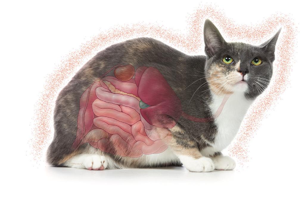 TROVET Renal (Venison) - kompletny, lekkostrawny, hipoalergiczny pokarm dla dorosłych kotów z