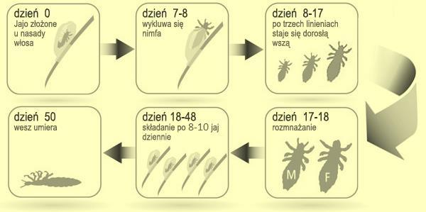 Cykl życiowy
