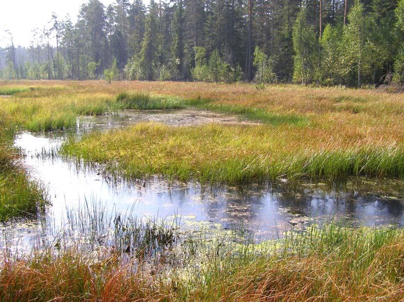 Odonatrix 2(Supl. 1), październik 2006 1(2), lipiec 2005 3 Fot. 1. Zbiornik na torfowisku przejściowym koło Aleksandrowa (stanowisko nr 1) (fot.