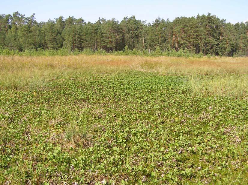 Zbiornik na torfowisku przejściowym koło Majdanu Starego (stanowisko nr 2)