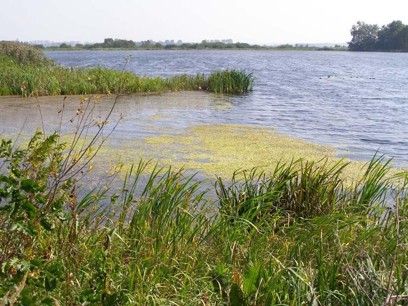 The River Tanew near Pisklaki (locality nr. 4)