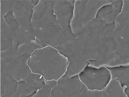 Toksycznoœæ Toksycznoœæ materia³ów testowano w hodowli ludzkich monocytów linii komórkowej THP-1 oraz w hodowli pierwotnej ludzkich fibroblastów.