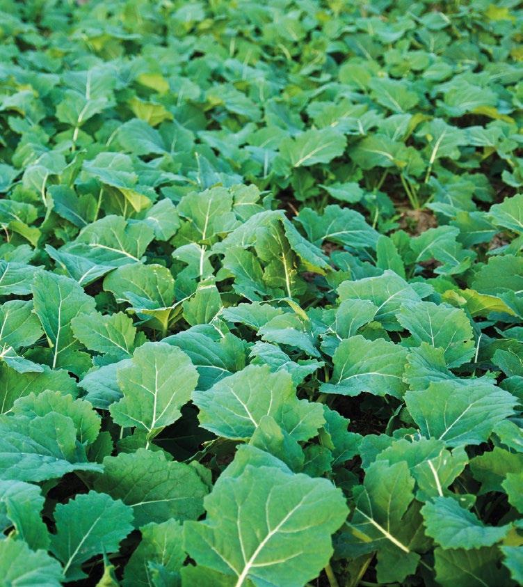 Inwestuj w dobry plon! CENTRALA: AGROCHEST SP. Z O.O. ul.