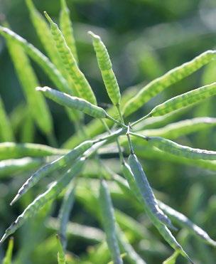ORIOLUS F1 Dobre przezimowanie w sezonie 2015/2016 76% żywych roślin (doświadczenia rozpoznawcze COBORU) Odmiana chętnie wybierana przez plantatorów ze względu na stabilność plonowania niezależnie od