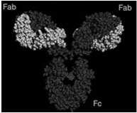 reakcję immunologiczną Epitop (determinanta antygenowa): fragment antygenu rozpoznawany przez receptory