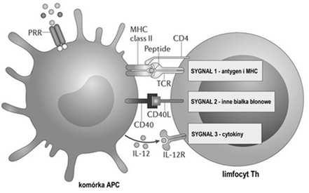 limfocyty T C CD4, CD25 limfocyty T reg CD16, CD56 limfocyty NK CD4+ Komórki prezentujące antygen (APC): 1.
