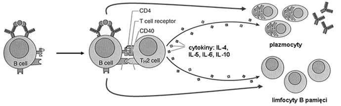 Typy reakcji immunologicznych: odpowiedź humoralna 1.