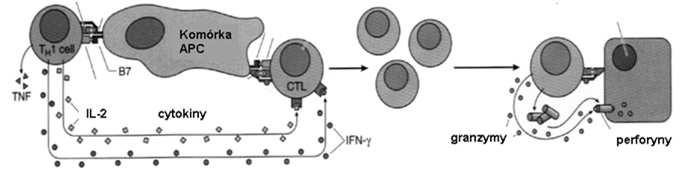 Proliferacja limfocytu B (powstaje klon identycznych limfocytów B) 5.