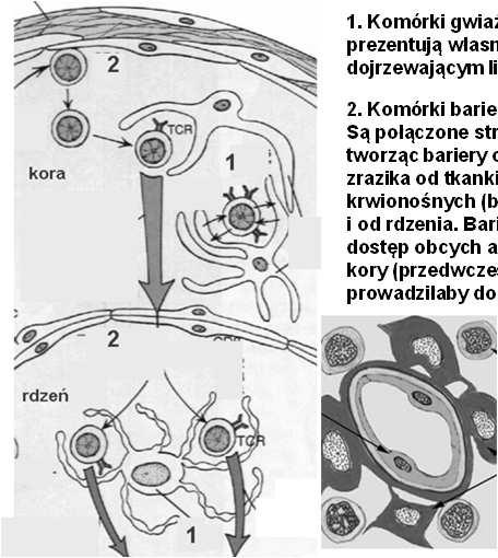 różnych typów: komórka gwiaździsta gwiaździste barierowe ciałek Hassalla 1.