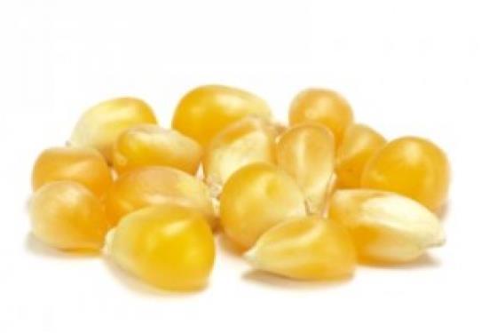 Próbki zbiorcze (wyjątki) 26 GMO: rozporządzenia Komisji (UE) nr 619/2011 (GMO dla