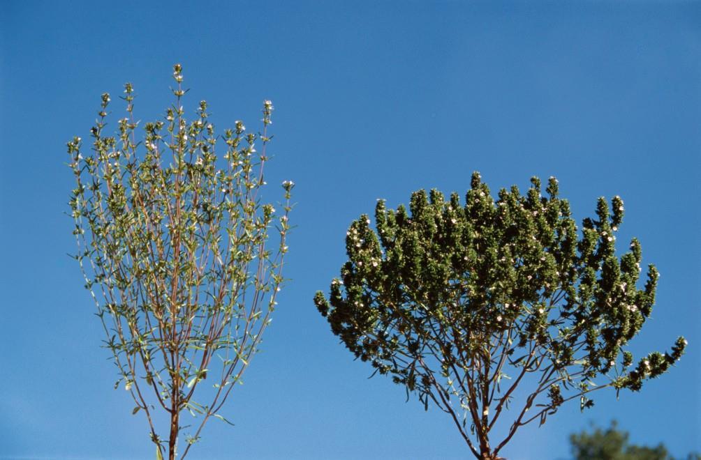 Cząber ogrodowy (Satureja hortensis L.) odm.