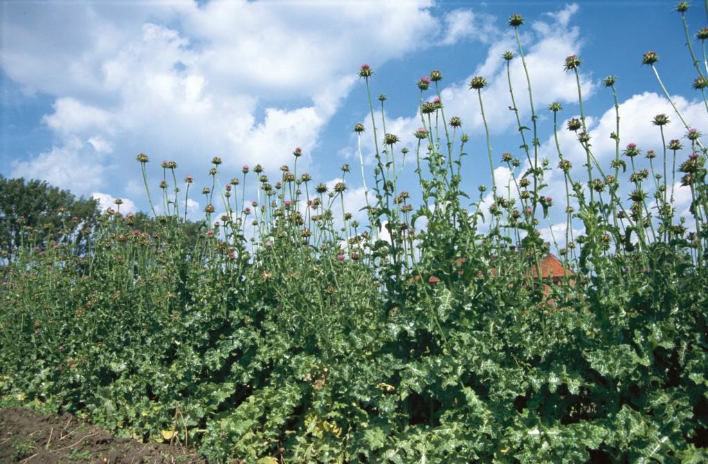 Ostropest plamisty (Silybum marianum L. Gaertn.) odm.