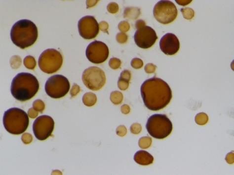 Rahnella aquatilis Rahnella aquatilis Bacillus subtilis Gigaspora margarita Glomus aggregatum G. caledonium G. claroideum G.