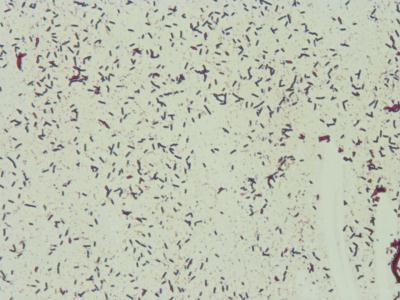 subtilis Sp27D (badanie systemem BIOLOG)