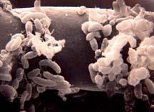 Azotobacter, Azospirillum, Acetobacter, Burkholderia, Achromobacter, Arthobacter, Azocarus, Clostridium, Enterobacter,