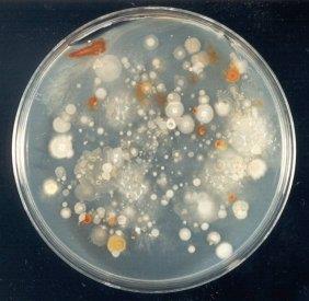 Bakterie rizosferowe http://www.rothamsted.ac.uk/pp i/rhizo2/ Bakterie rizosferowe na powierzchni korzenia http://www.indiana.