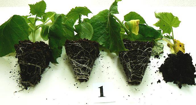 del Carmen Montero-Calasanz et al. 2013; Kasim et al.