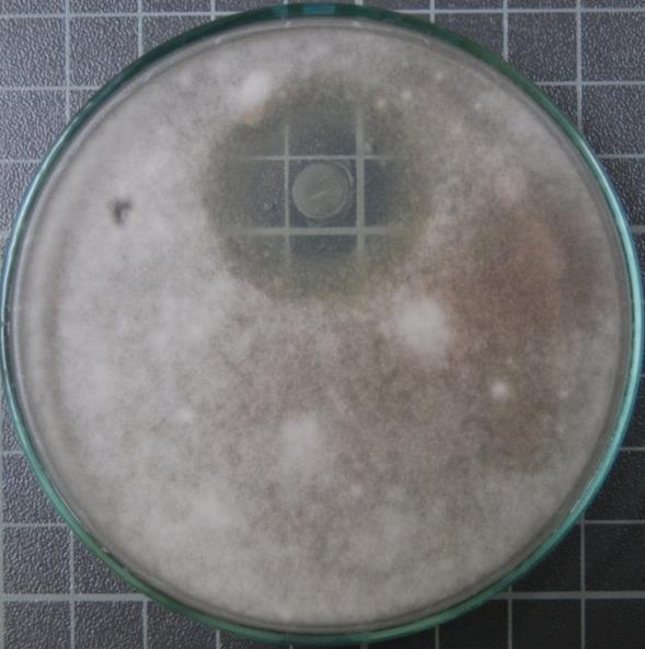 Botrytis cinerea Fusarium