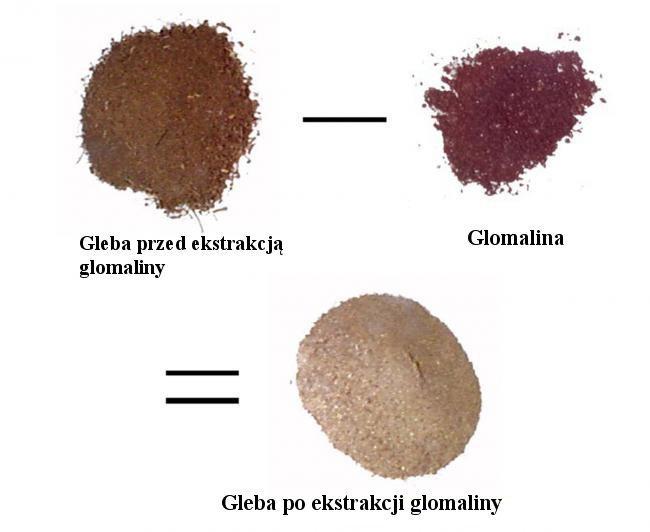 rozwój roślin Ochronę systemu korzeniowego przed chorobami