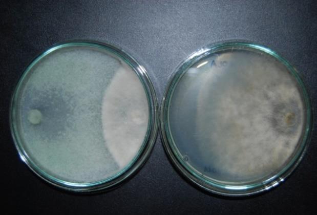 POŻYTECZNE DZIAŁANIE GRZYBÓW WOLNO ŻYJĄCYCH PLANT GROWTH-PROMOTING FUNGI Stymulują wzrost i plonowanie roślin uprawnych Rozpuszczają związki fosforu - gatunki z rodzajów Aspergillus i Penicillium