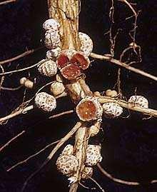Do mikroorganizmów o działaniu bionawozowym można zaliczyć np.: bakterie asymilujące azot, symbiotyczne (Rhizobia u Fabaceae, Frankia u Alnus) i wolno żyjące (np.
