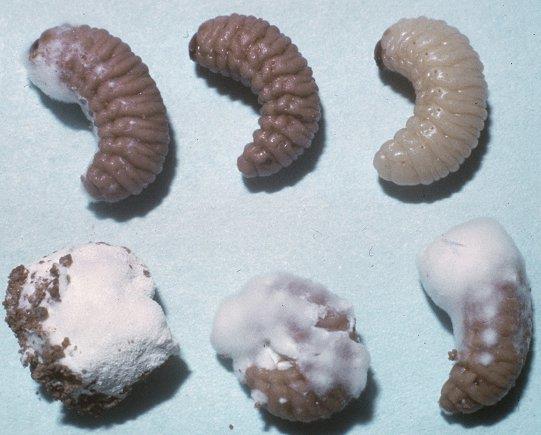Beauveria bassiana grzyb pasożytujący na owadach, wykorzystywany jako bioinsektycyd http://www.senasa.gob.