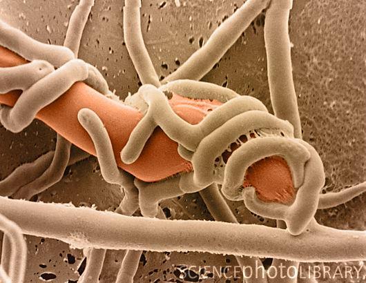 strzępki Pythium Drapieżny grzyb
