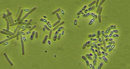 BIOPESTYCYDY MIKROBIOLOGICZNE Pestycydy biochemiczne zawierające