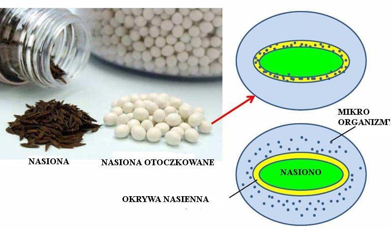 FORMY UŻYTKOWE PREPARATÓW MIKROBIOLOGICZNYCH Proszki, granulaty,