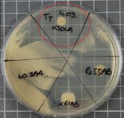 KONSORCJUM PRZECIWKO PATOGENOM GLEBOWYM Opis i skład konsorcjum przeciwko Verticillium dahlie, Fusarium oxysporum i Botrytis cinerea: Serratia plymuthica, szczep x61af, x61ab, Pseudomonas sp,