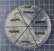 3AA, bakterie wytwarzające metabolity toksyczne dla grzybów i enzymy chitynolityczne, promieniowce N45PO, N45BD, AF45DO, Bacillus i inne gram+ pałeczki Sp27d, AF74AA, Paenibacillus sp, szczep