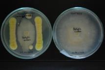Sposób stosowania w uprawach roślin: Konsorcja pożytecznych mikroorganizmów stosuje się doglebowo (przeciwko Fusarium i Verticillium) lub dolistnie (przeciwko Botrytis cinerea), w formie