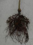 mosseae, Scutellospora dipurpurescens, Glomus macrocarpum, Funneliformis caledonius, Rhizophagus fasciculatus oraz szczepy