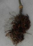 x31n, Pantoea sp./erwinia sp. Pi21B, Pseudomonas sp. Ps54GF, grzyby strzępkowe Trichoderma sp. Tr43, Tr52.