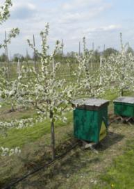 sezonu wegetacyjnego, w odstępach 2 3 tygodniowych, najlepiej w połączeniu z nawożeniem organicznym.