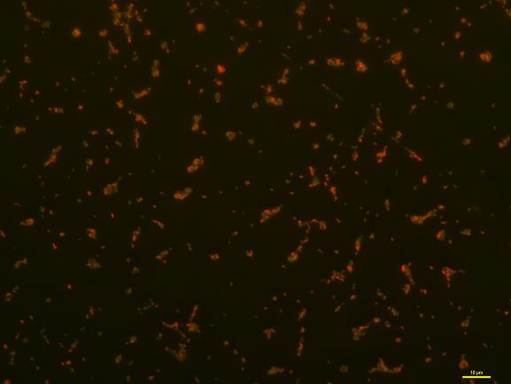 Funneliformis mosseae Pseudomonas fluorescens stymulacja