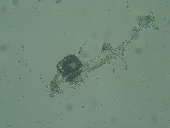 DAPI).