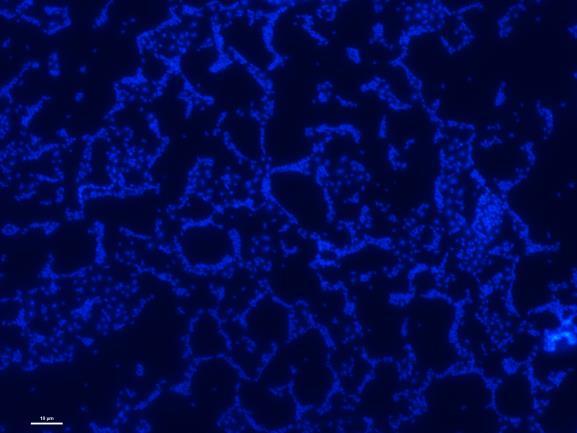 fluorescens Rozpuszczanie związków P