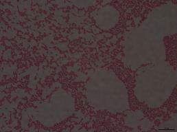 Materiał i metody Zastosowane mikroorganizmy: - Pożyteczne szczepy bakterii Pseudomonas sp., Pantoea sp.