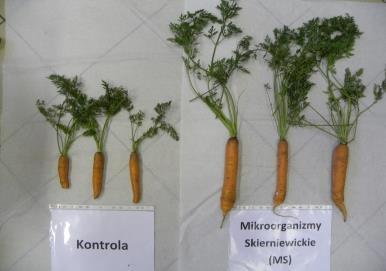 Traktowanie Świeża masa części nadziemnej roślin [g] Sucha masa części nadziemnej roślin [g] Świeża masa korzeni