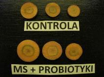 ] 24 b (1 rozgałęziony) 23 b (0 rozgałęzionych) Świeża masa roślin z nacią [g/roślinę] Świeża masa naci
